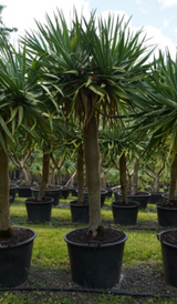 Dragon Tree - Dracaena draco - Brisbane Plant Nursery