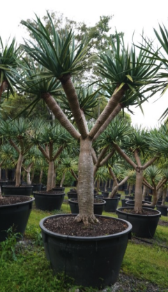 Dragon Tree - Dracaena draco - Brisbane Plant Nursery