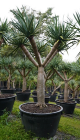 Dragon Tree - Dracaena draco - Brisbane Plant Nursery