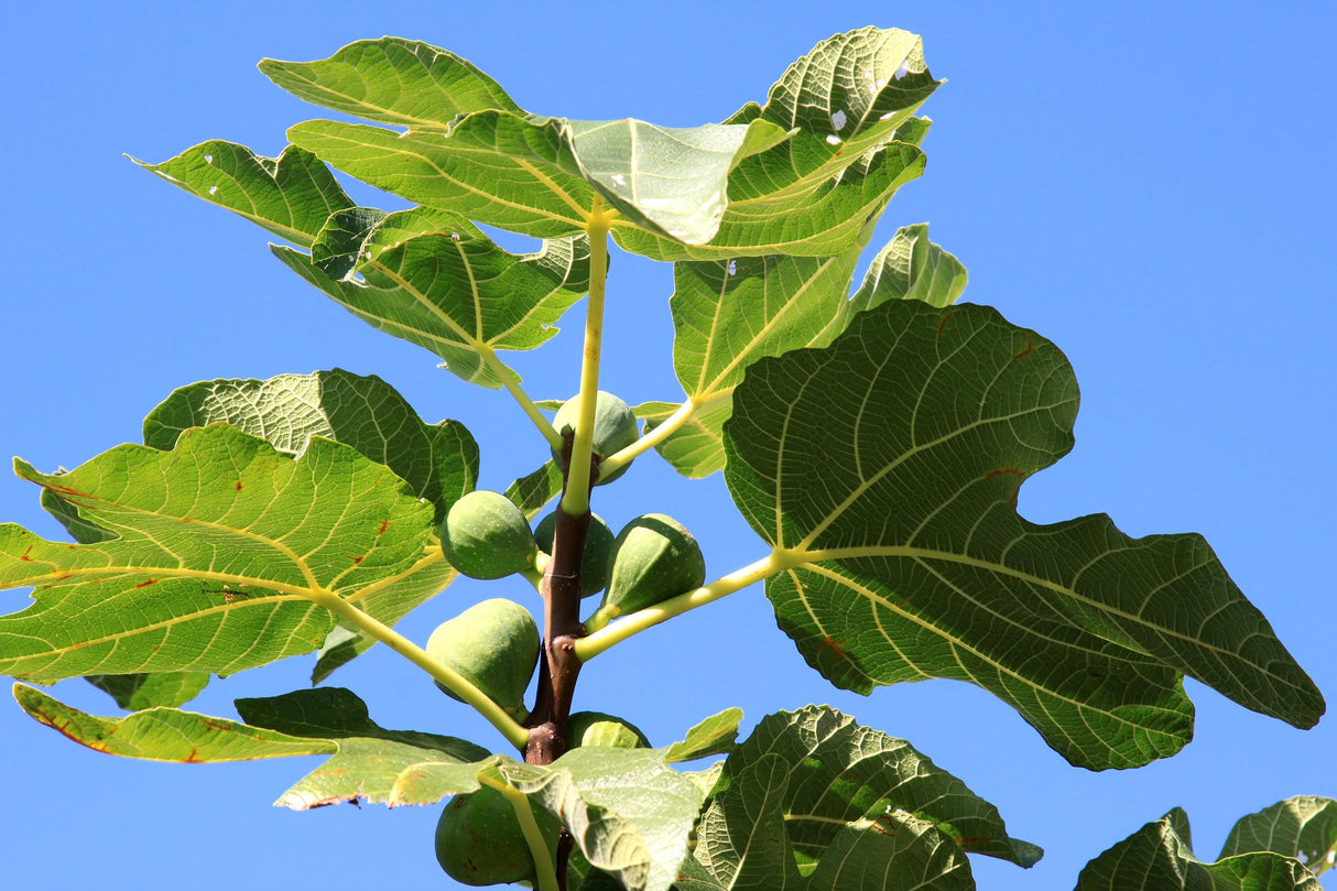 Adam Fig Tree - Ficus carica 'Adam' - Brisbane Plant Nursery