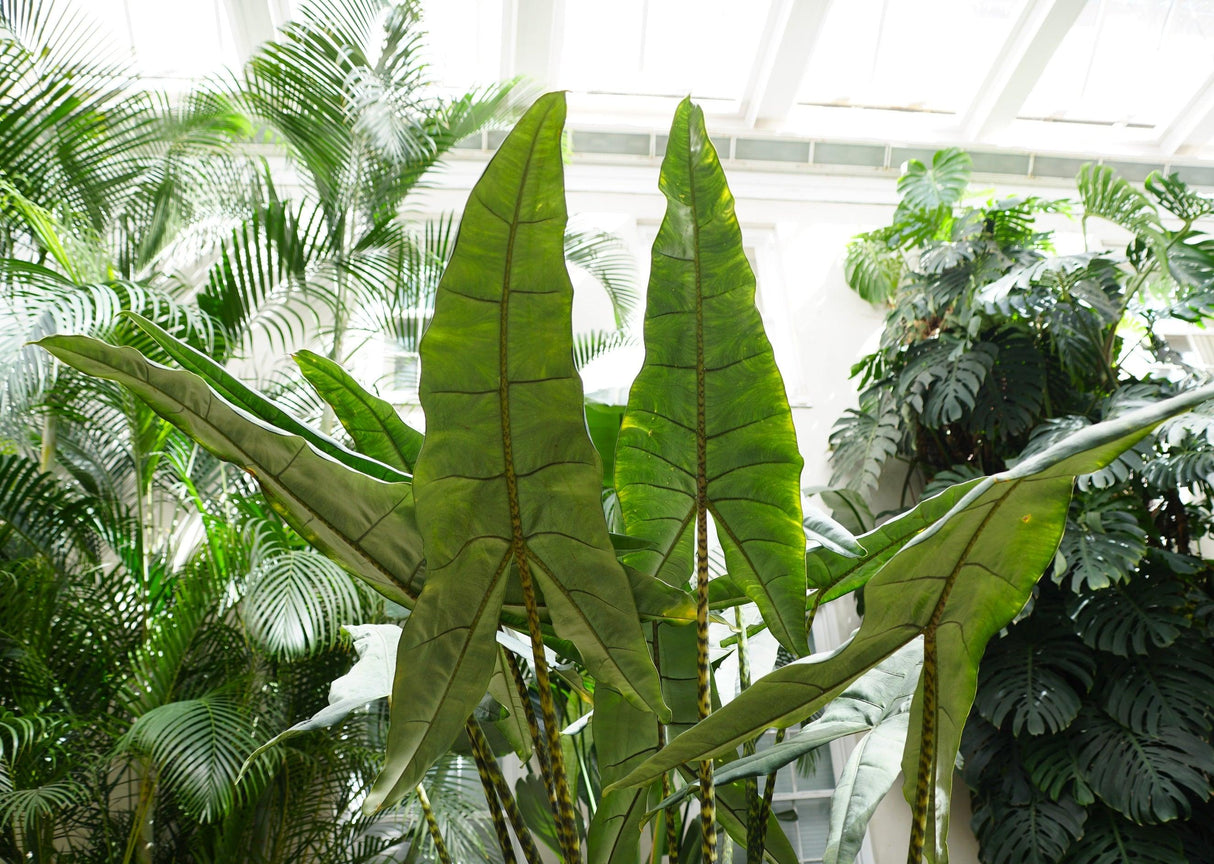 African Mask Plant - Alocasia × amazonica - Brisbane Plant Nursery