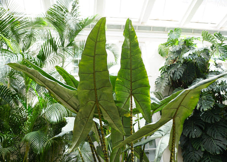 African Mask Plant - Alocasia × amazonica - Brisbane Plant Nursery