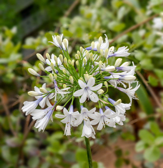 Maxsie Agapanthus - Agapanthus 'Maxsie' - Brisbane Plant Nursery