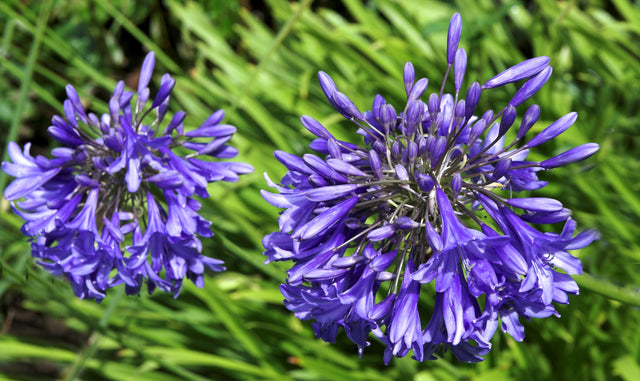 Purple Cloud Agapanthus - Agapanthus 'Purple Cloud' - Brisbane Plant Nursery