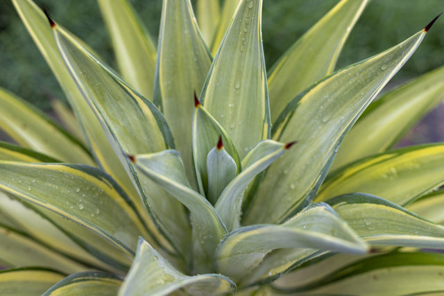 Variegated Agave - Agave americana 'Variegata' - Brisbane Plant Nursery