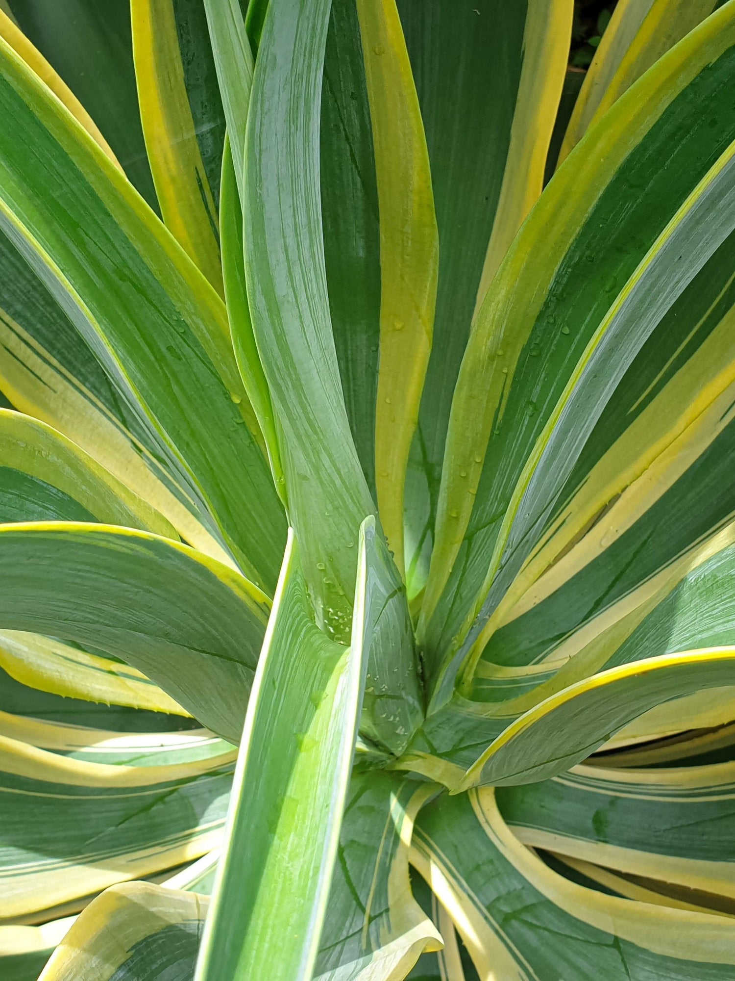 El Miradores Gold Agave - Agave 'El Miradores Gold' – Brisbane Plant ...