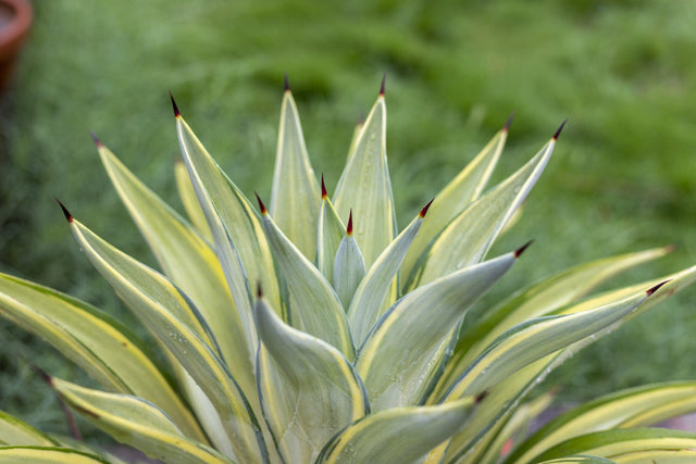 Galactic Traveller Agave - Agave 'Galactic Traveller' - Brisbane Plant Nursery