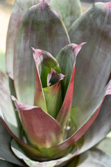 Giant Silver Plum Bromeliad - Aechmea fasciata 'Silver Plum' - Brisbane Plant Nursery