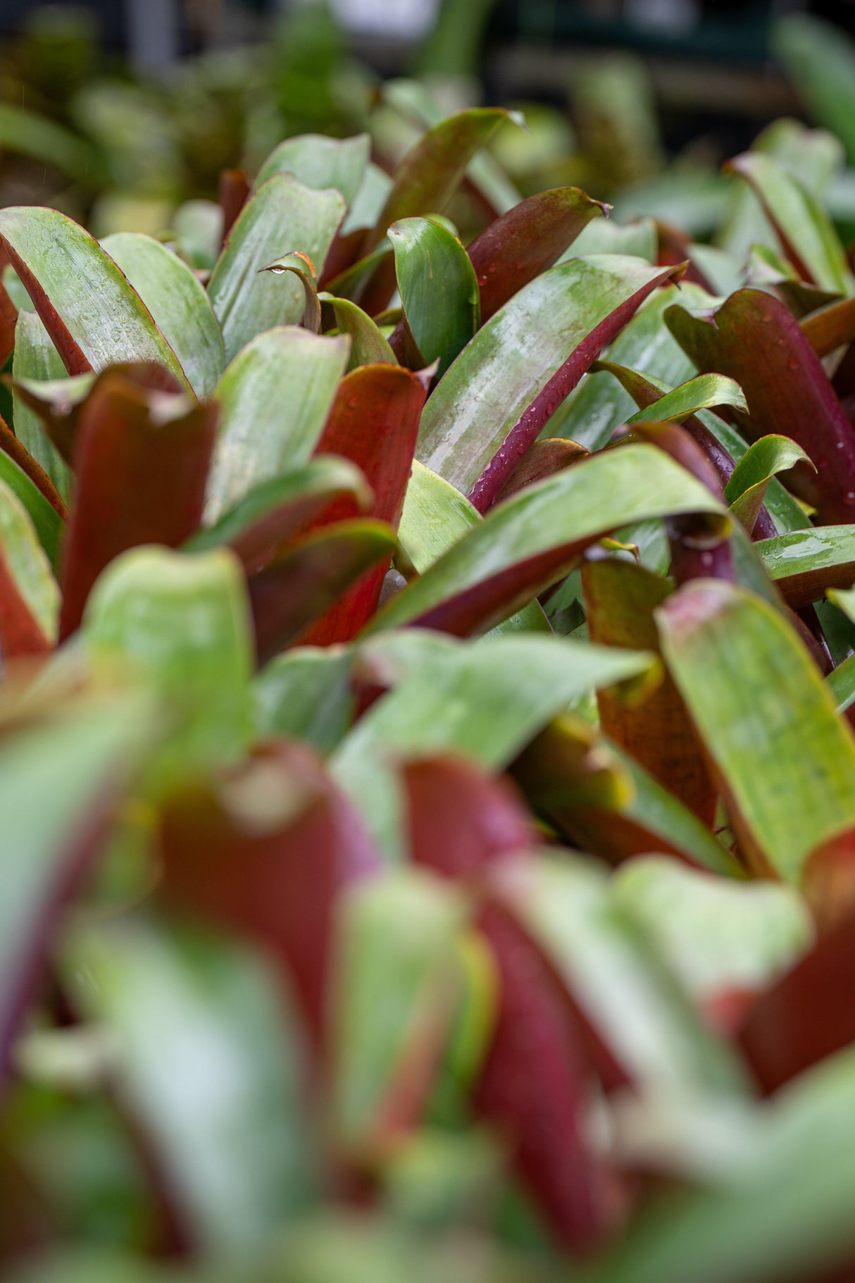 Giant Silver Plum Bromeliad - Aechmea fasciata 'Silver Plum' - Brisbane Plant Nursery