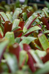 Giant Silver Plum Bromeliad - Aechmea fasciata 'Silver Plum' - Brisbane Plant Nursery