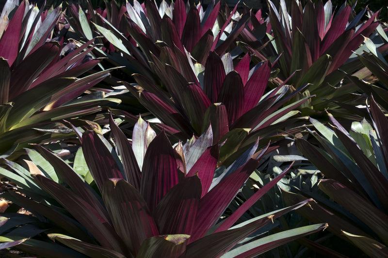 Alcantarea imperialis Rubra Bromeliad – Brisbane Plant Nursery