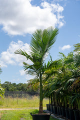 Alexander Palm - Archontophoenix alexandrae - Brisbane Plant Nursery