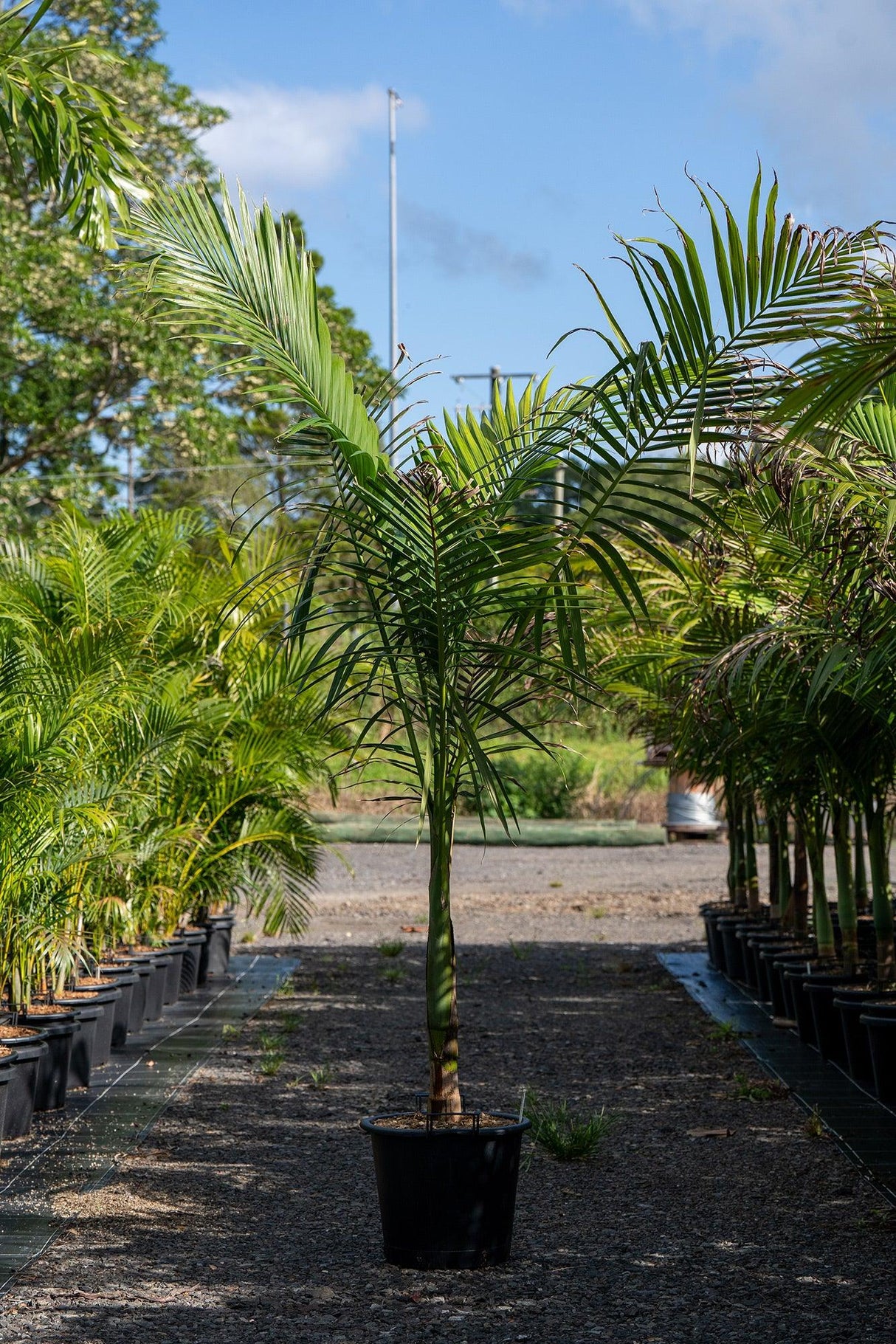 Alexander Palm - Archontophoenix alexandrae - Brisbane Plant Nursery