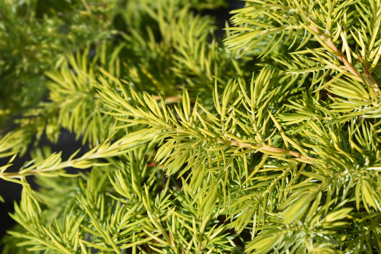 All Gold Juniper - Juniperus conferta 'All Gold' – Brisbane Plant Nursery