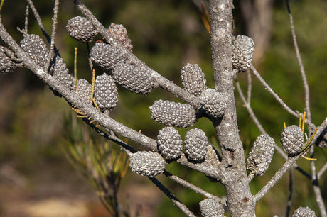 Black Sheoak - Allocasuarina littoralis - Brisbane Plant Nursery