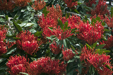 Red Silky Oak - Grevillea banksii - Brisbane Plant Nursery