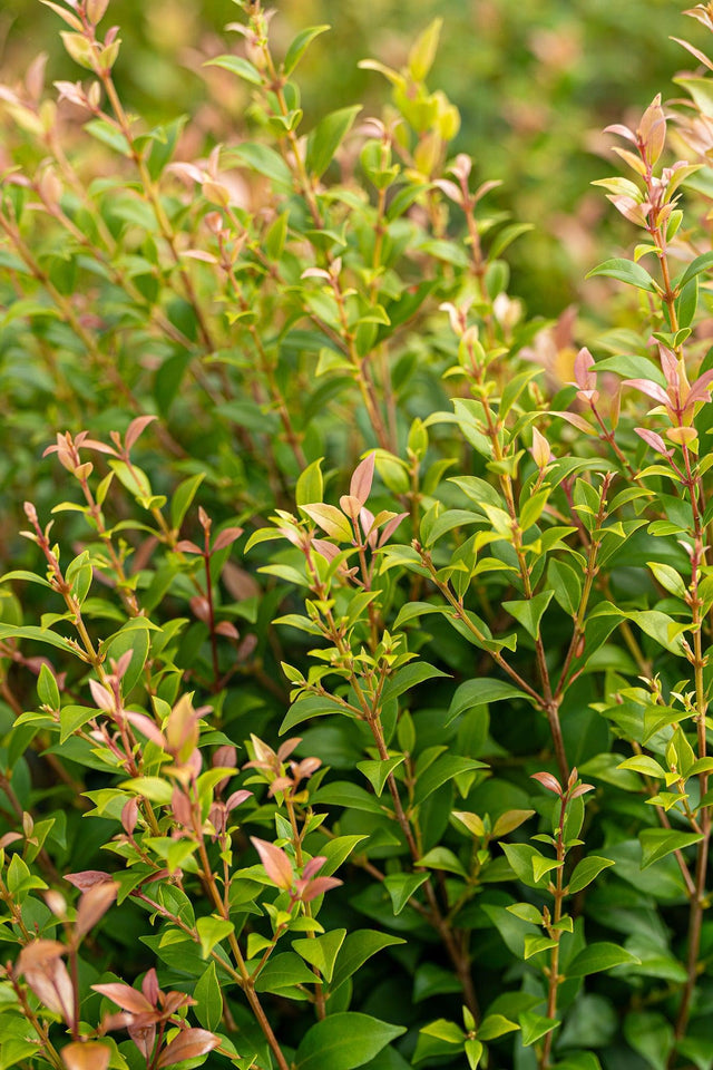 Allyn Magic Lilly Pilly - Syzygium australe 'Allyn Magic' - Brisbane Plant Nursery