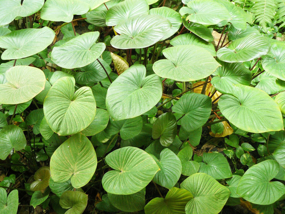 Chinese Taro - Alocasia cucullata - Brisbane Plant Nursery