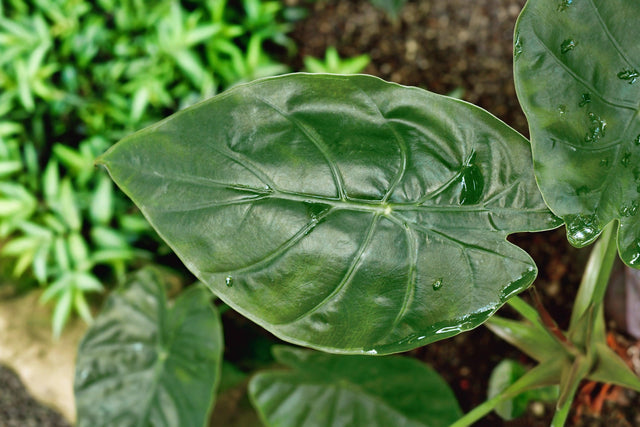 New Guinea Shield Plant - Aglaonema 'New Guinea Shield' - Brisbane Plant Nursery