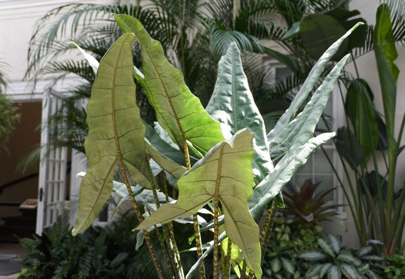 Alocasia zebrina – Brisbane Plant Nursery