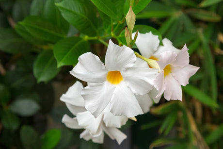 Aloha White Mandevilla - Mandevilla 'Aloha White' - Brisbane Plant Nursery