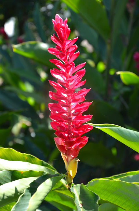 Alpinia caerulea Red Back – Brisbane Plant Nursery