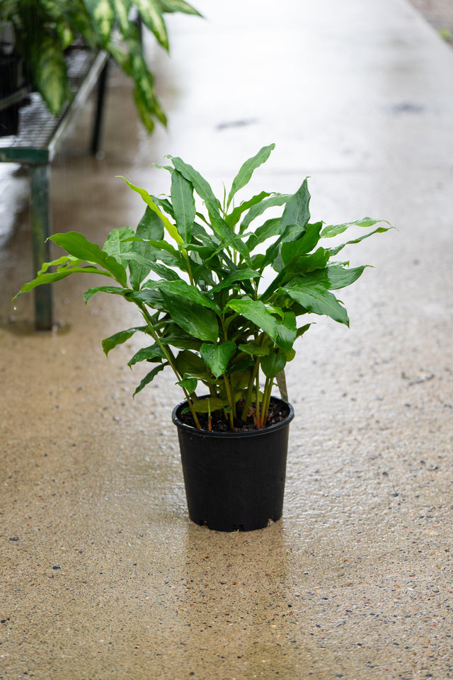 False Cardamom - Alpinia galanga - Brisbane Plant Nursery