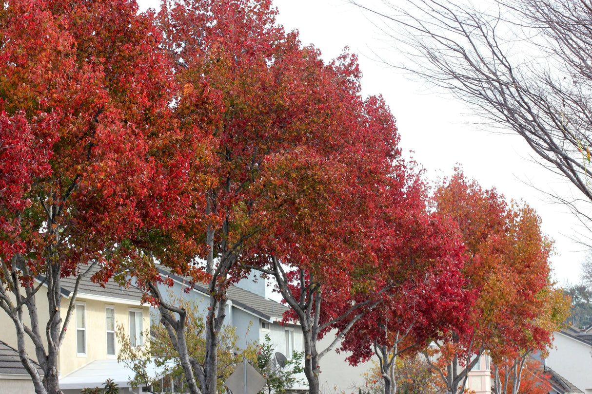 American Sweetgum - Liquidambar styraciflua - Brisbane Plant Nursery