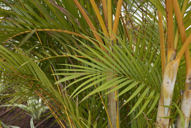 Ampasindavae Palm - Dypsis ampasindavae - Brisbane Plant Nursery