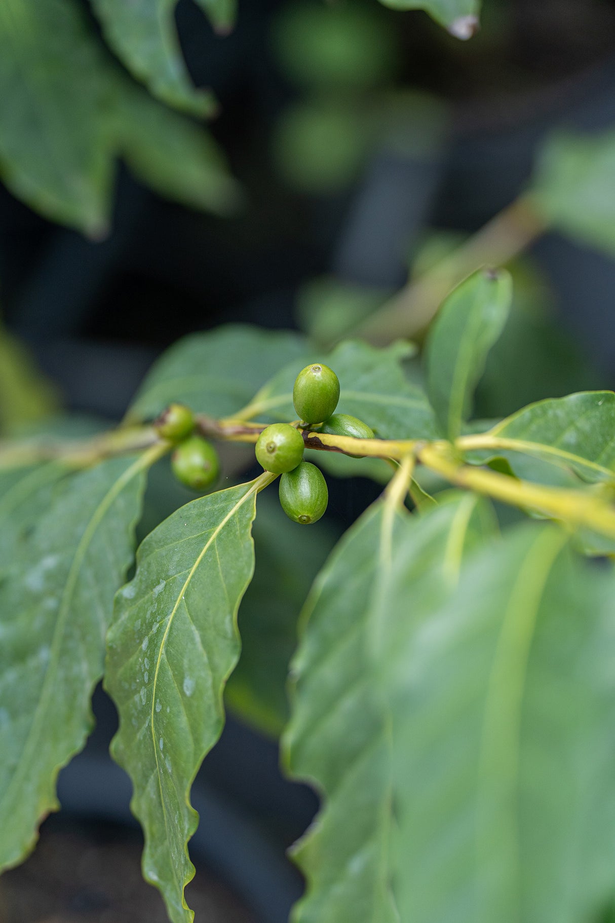 Arabic Coffee Plant - Coffea arabica - Brisbane Plant Nursery