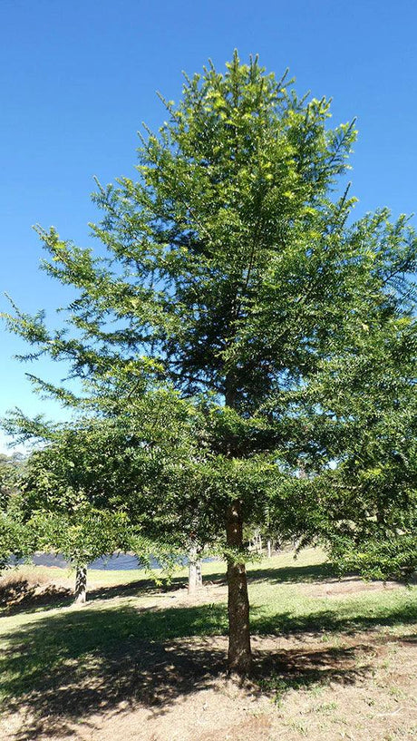 ARAUCARIA bidwilli "Bunya Pine"- Ex Ground - Brisbane Plant Nursery