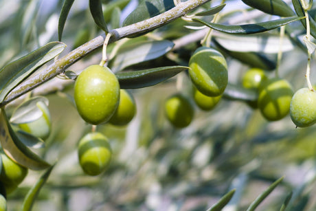 Arbequina Olive Tree - Olea europaea 'Arbequina' - Brisbane Plant Nursery