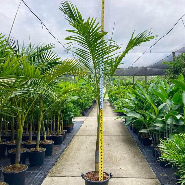 King Palm - Archontophoenix purpurea - Brisbane Plant Nursery