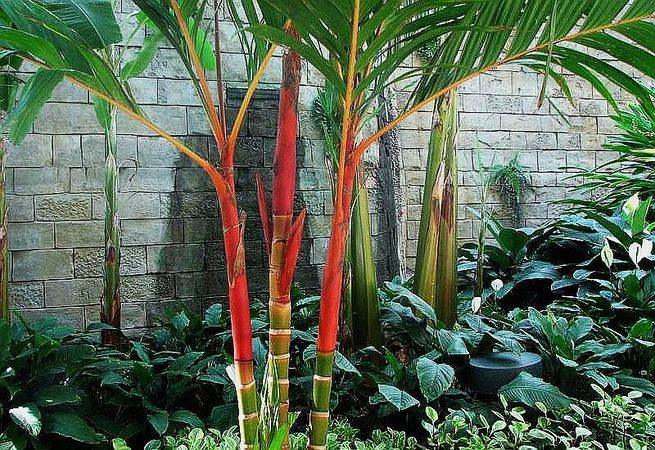 Red Areca Palm - Areca vestiaria 'Red Form' - Brisbane Plant Nursery