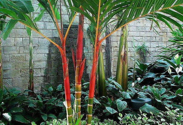 Red Areca Palm - Areca vestiaria 'Red Form' - Brisbane Plant Nursery