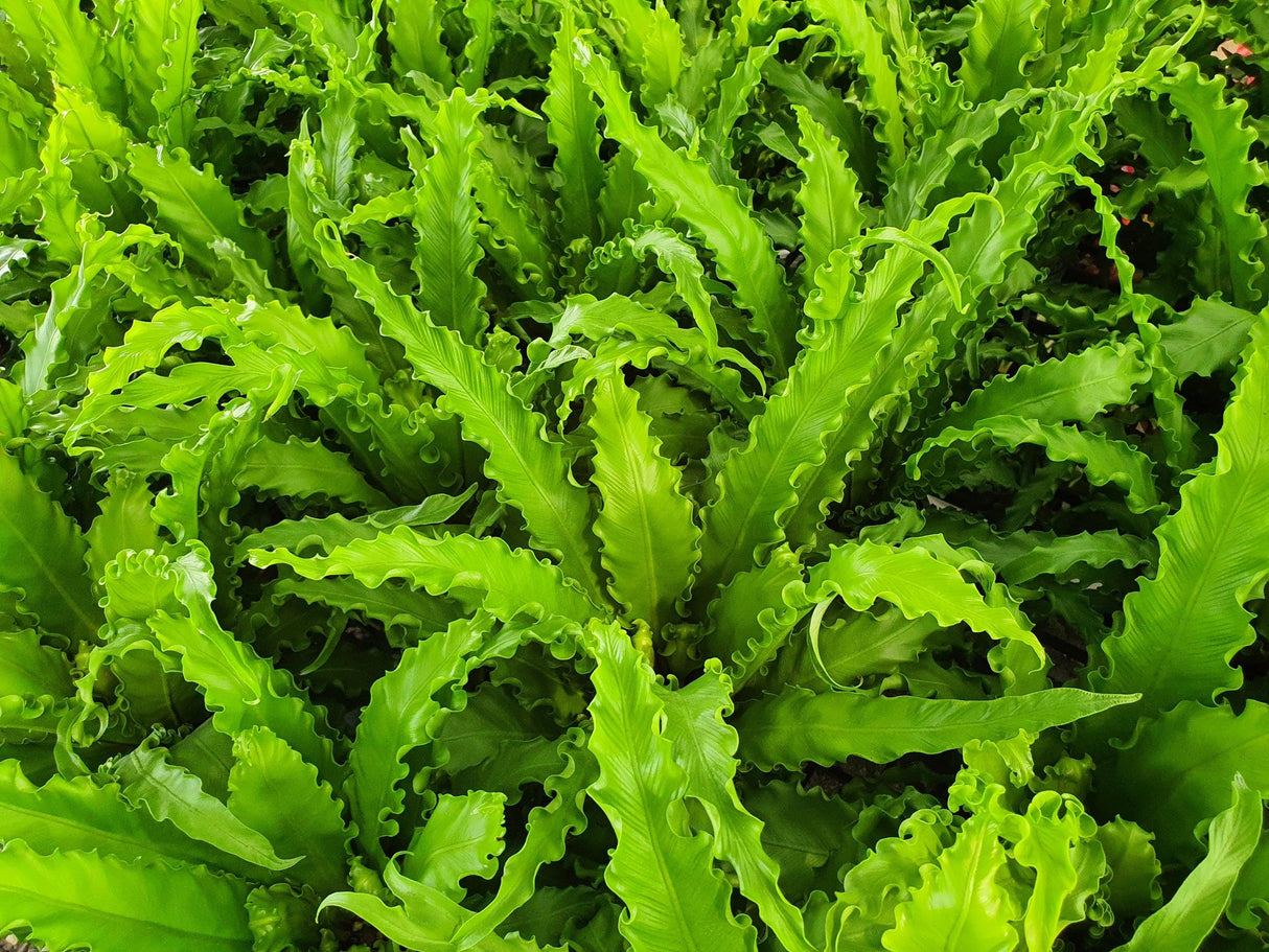 Japanese Birds Nest Fern - Asplenium nidus Osaka - Brisbane Plant Nursery