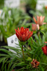 Assorted Gazania - Gazania spp. - Brisbane Plant Nursery