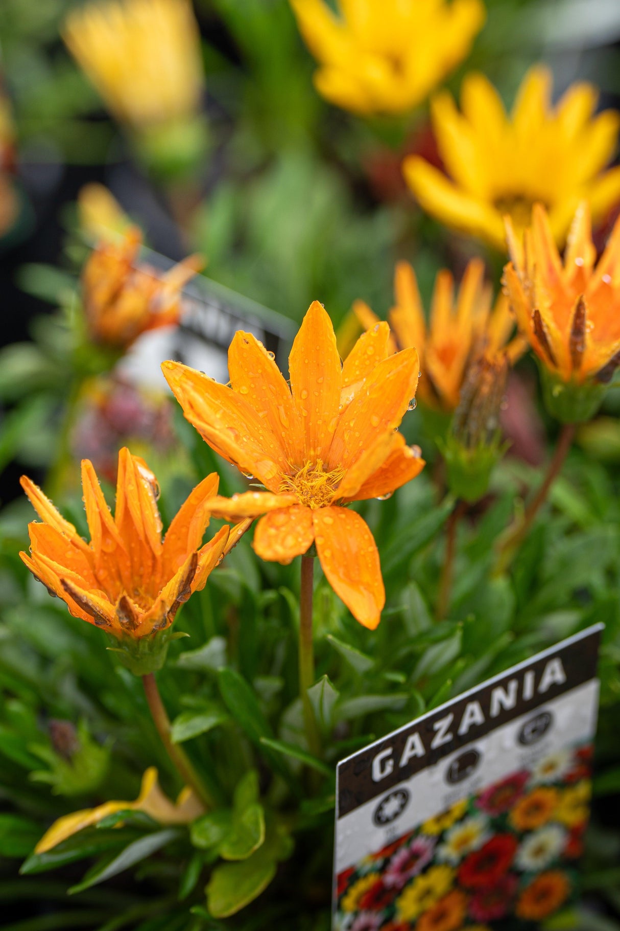 Assorted Gazania - Gazania spp. - Brisbane Plant Nursery