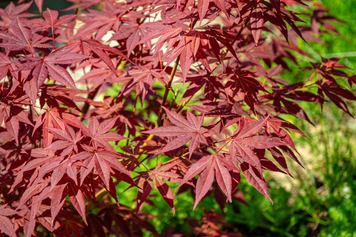 Atropurpureum Japanese Maple Tree - Acer palmatum 'Atropurpureum' - Brisbane Plant Nursery