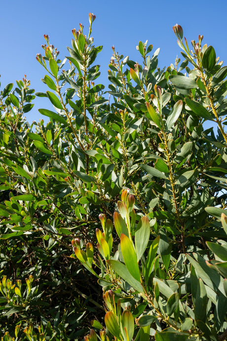 Australian Blackwood - Acacia melanoxylon - Brisbane Plant Nursery