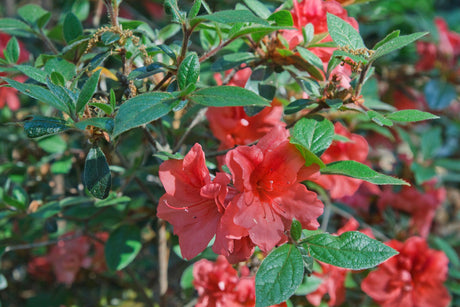 Autumn Bravo Encore Azalea - Azalea Encore 'Autumn Bravo' - Brisbane Plant Nursery