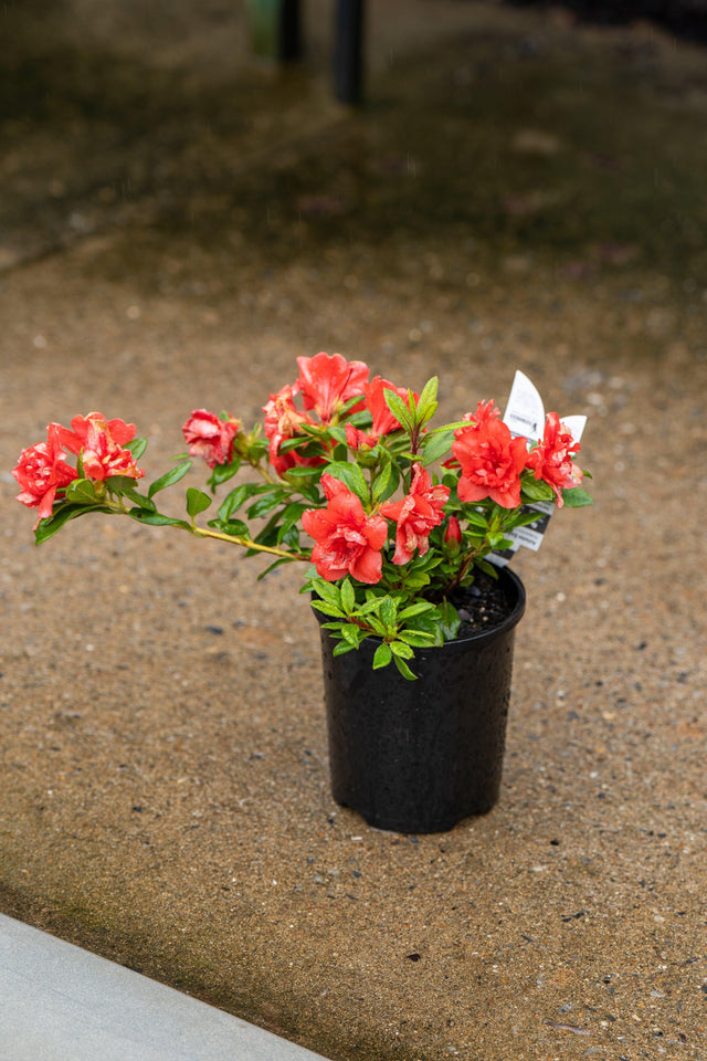 Autumn Embers Encore Azalea - Azalea Encore 'Autumn Embers' - Brisbane Plant Nursery