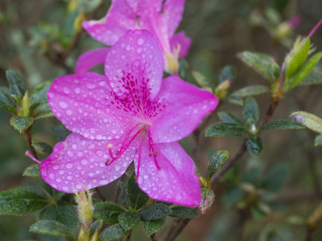 Autumn Jewel Encore Azalea - Azalea Encore 'Autumn Jewel' - Brisbane Plant Nursery