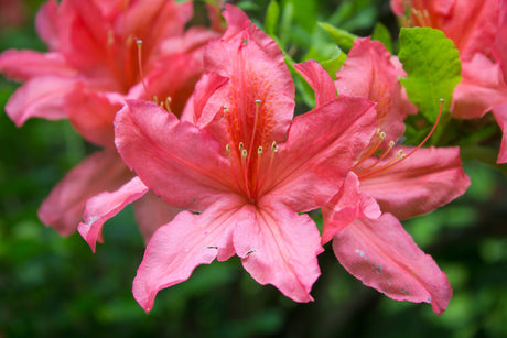 Autumn Princess Encore Azalea - Azalea Encore 'Autumn Princess' - Brisbane Plant Nursery