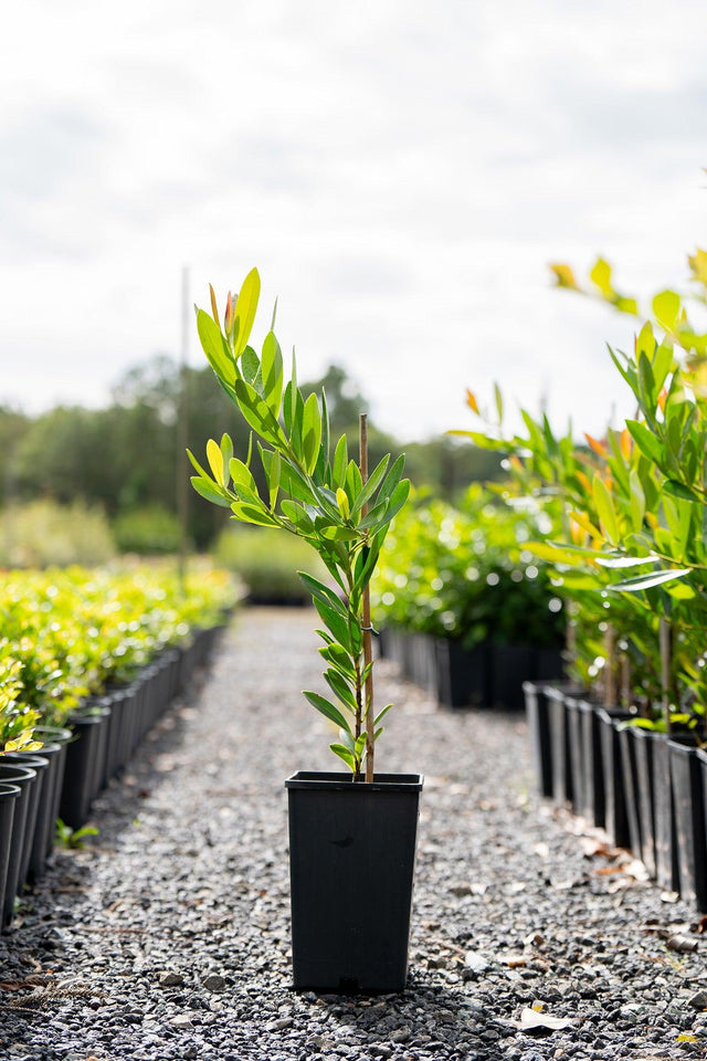 Axillary Gordonia - Gordonia axillaris - Brisbane Plant Nursery