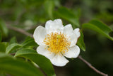 Axillary Gordonia - Gordonia axillaris - Brisbane Plant Nursery