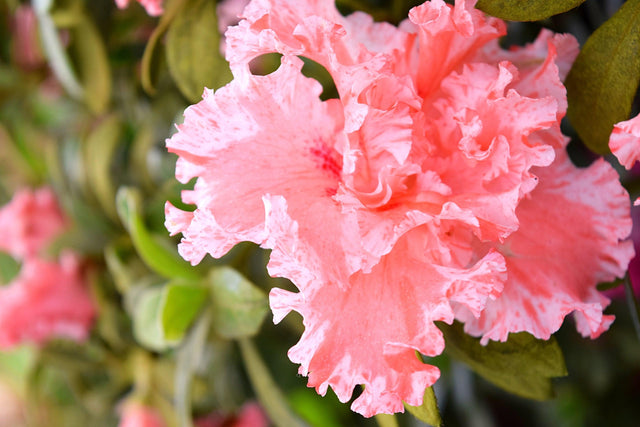 Mistral Indica Azalea - Azalea indica 'Mistral' - Brisbane Plant Nursery