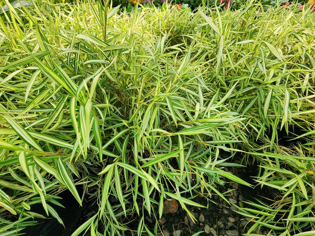 Baby Panda Bamboo - Pogonatherum paniceum - Brisbane Plant Nursery