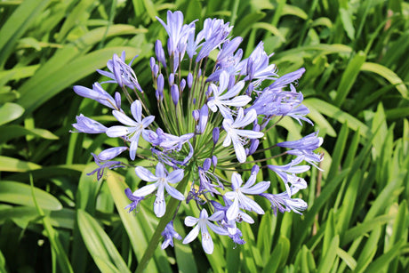 Baby Periwinkle Agapanthus - Agapanthus 'Baby Periwinkle' - Brisbane Plant Nursery