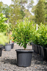 Grey Myrtle - Backhousia myrtifolia - Brisbane Plant Nursery